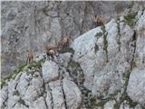 Passo di Costalunga / Karerpass - Cima Latemar / Latemarspitze